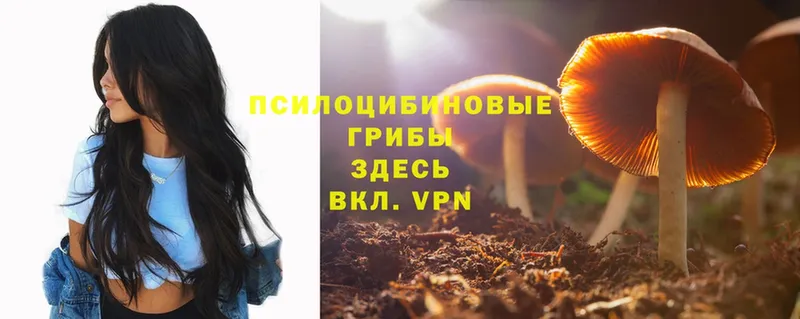 где продают наркотики  Кизел  Галлюциногенные грибы Cubensis 